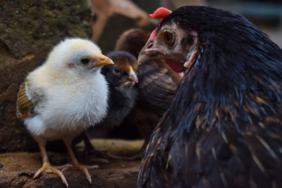 產後修復：專業技術與方案全解析